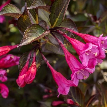 Weigela florida 'Alexandra' (syn.: 'Wine and Roses') – Rózsalonc