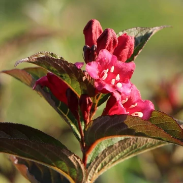 Weigela 'Bristol Ruby' - Rózsalonc