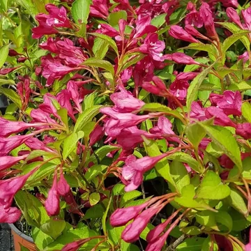 Weigela florida &#039;Eva Rathke&#039; - Rózsalonc