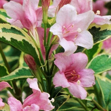 Weigela florida &#039;Nana Variegata&#039; - Rózsalonc