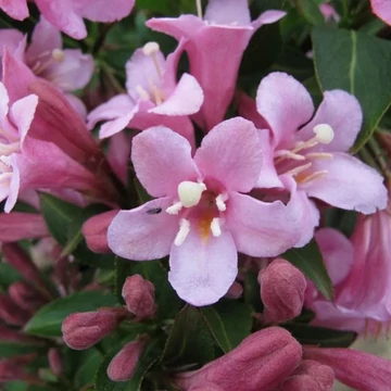 Weigela florida &#039;Pink Poppet&#039; - Rózsalonc