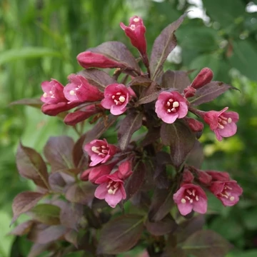 Weigela florida 'Tango' – Bordó levelű, alacsony rózsalonc