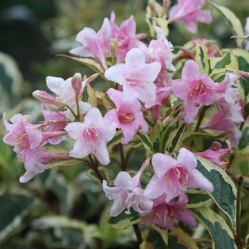 Weigela florida &#039;Variegata&#039; - Rózsalonc