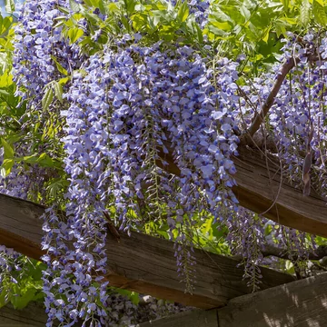Wisteria sinensis - Lilaakác
