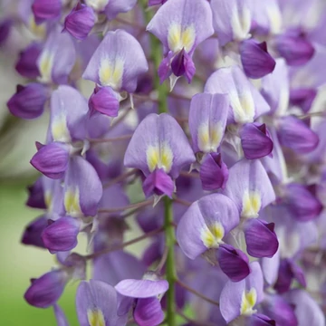 Wisteria sinensis 'Prolific' - Lilaakác