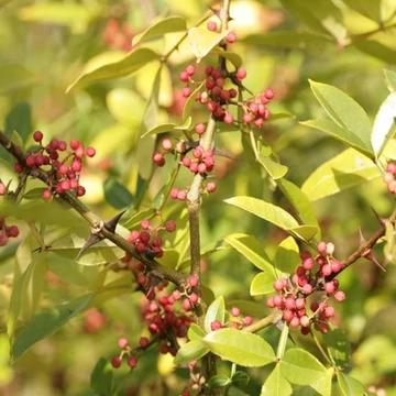 Zanthoxylum alatum – Tüskéssárgafa, Nepáli bors