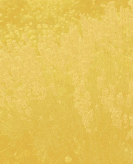 Sziklakerti évelők