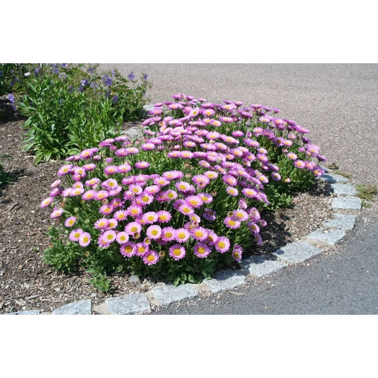 Aster alpinus &#039;Happy End&#039; - Havasi őszirózsa