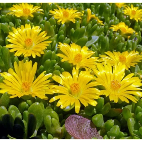 Delosperma congestum - Délvirág