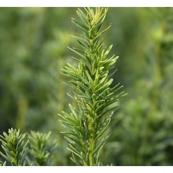 Taxus baccata 'Fastigiata Robusta' - Oszlopos tiszafa
