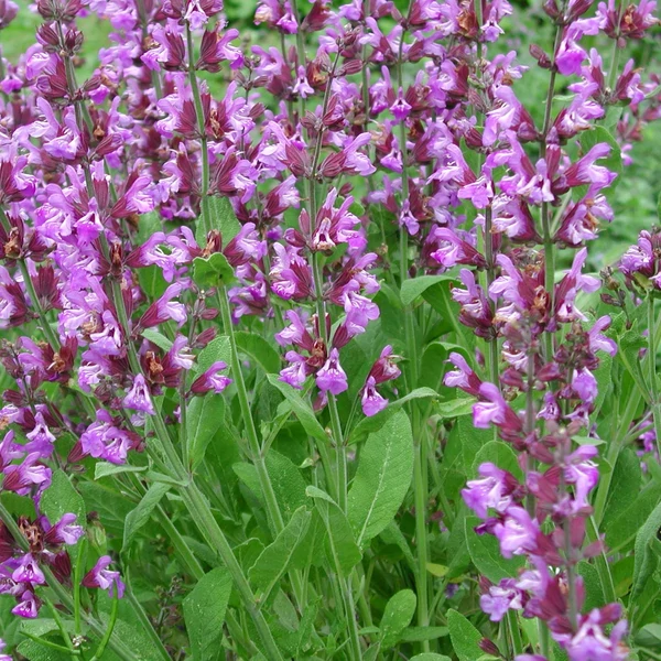 Salvia officinalis - Orvosi zsálya