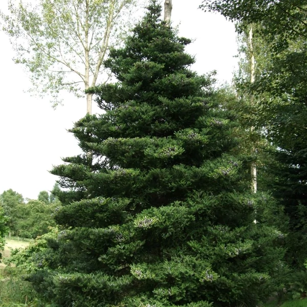 Abies koreana - Koreai jegenyefenyő