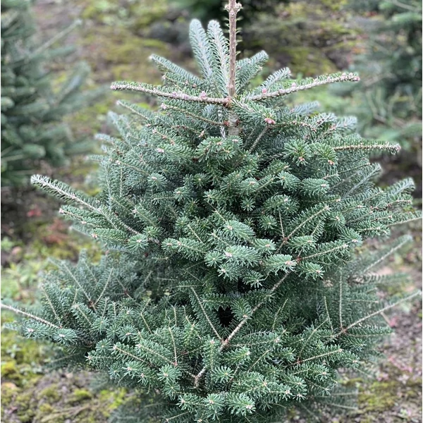 Abies koreana - Koreai jegenyefenyő