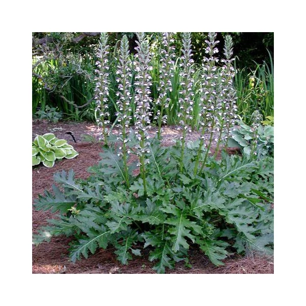 Acanthus mollis - Medveköröm