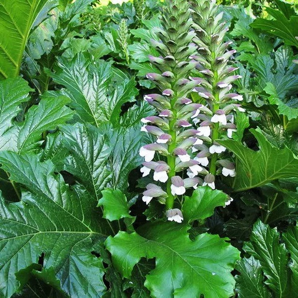 Acanthus mollis - Medveköröm