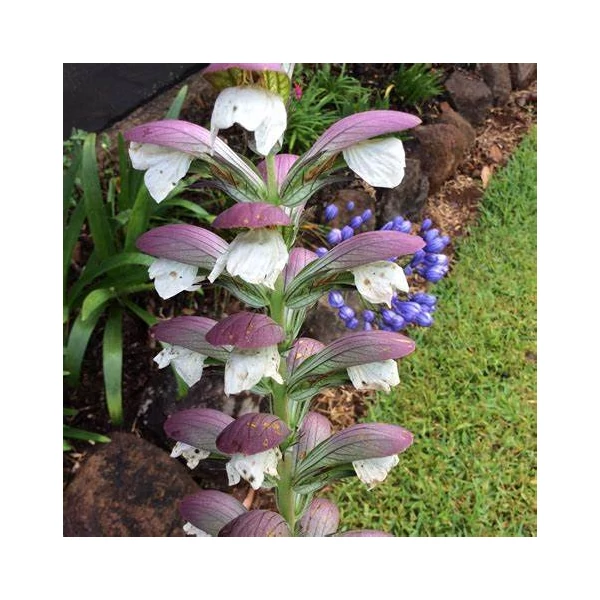 Acanthus mollis - Medveköröm