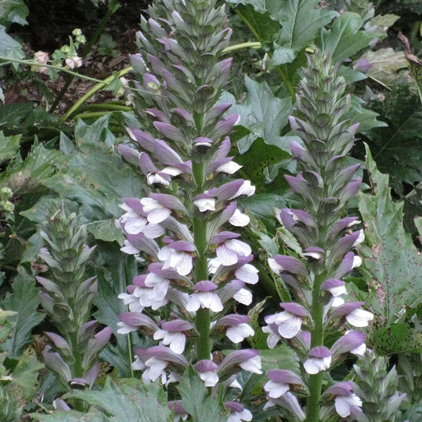 Acanthus mollis - Medveköröm