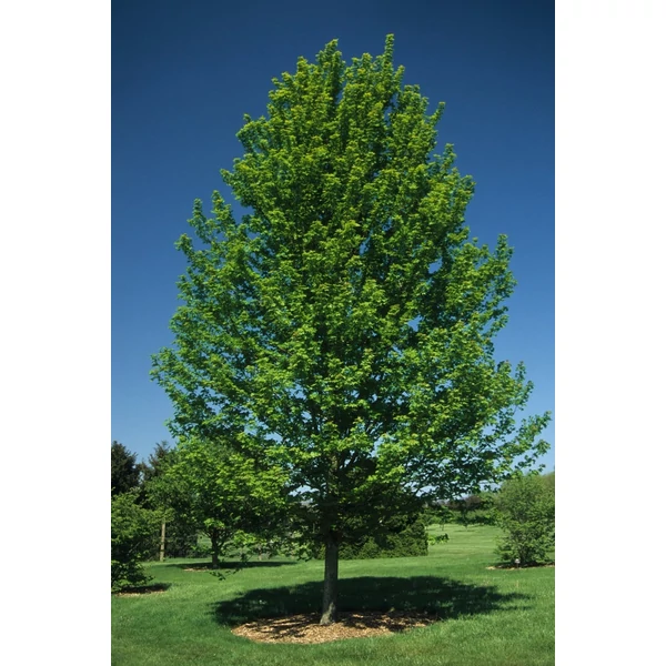 Acer freemanii 'Autumn Blaze' - Őszi tűzjuhar