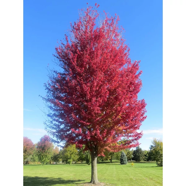 Acer freemanii 'Autumn Blaze' - Őszi tűzjuhar