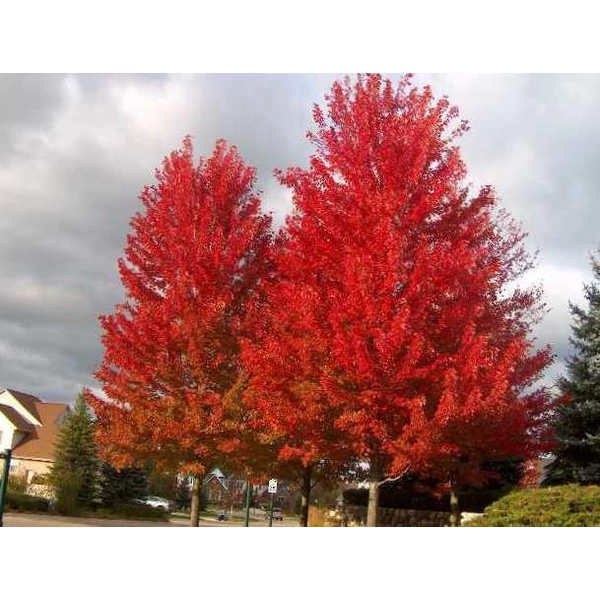 Acer freemanii 'Autumn Blaze' - Őszi tűzjuhar