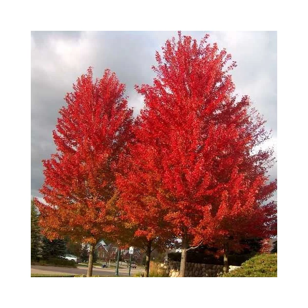 Acer x freemanii (syn. Acer rubrum) 'Celebration' (syn.: 'Celzam') - Hibrid vörös juhar, Freeman juhar