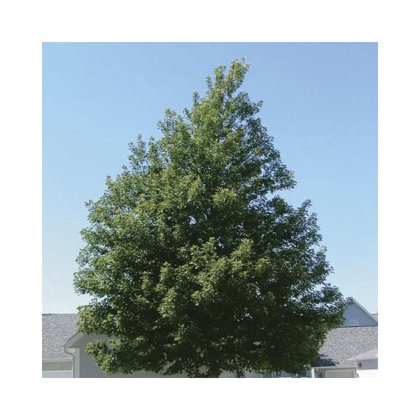 Acer x freemanii (syn. Acer rubrum) 'Celebration' (syn.: 'Celzam') - Hibrid vörös juhar, Freeman juhar
