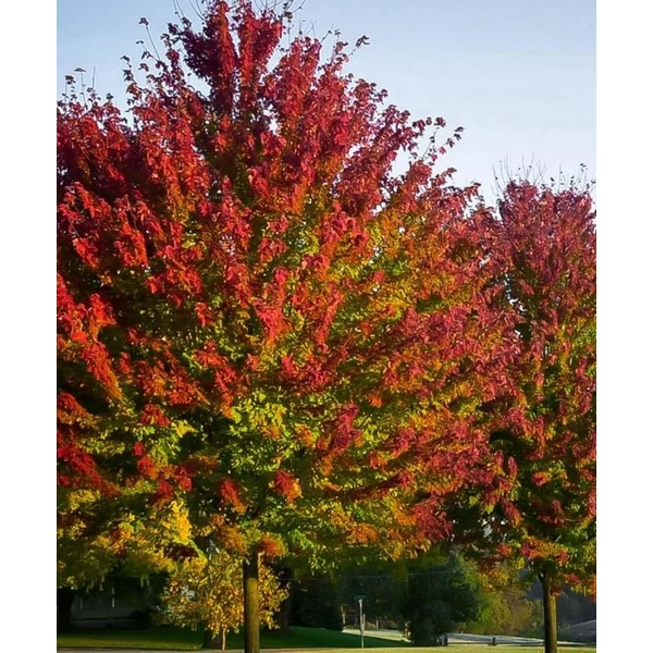 Acer x freemanii (syn. Acer rubrum) 'Celebration' (syn.: 'Celzam') - Hibrid vörös juhar, Freeman juhar