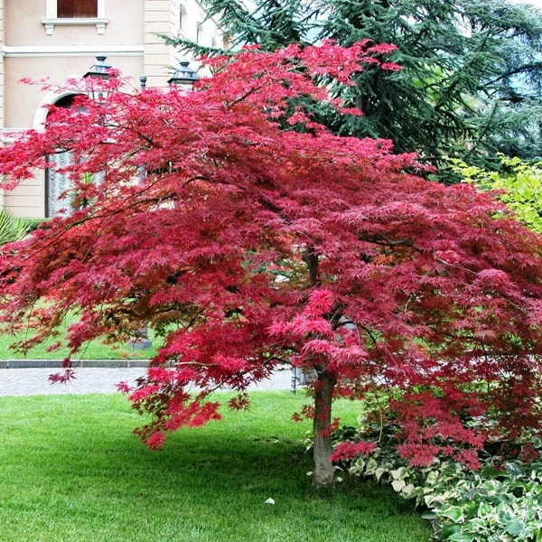 Acer palmatum 'Atropurpureum' - Japán juhar