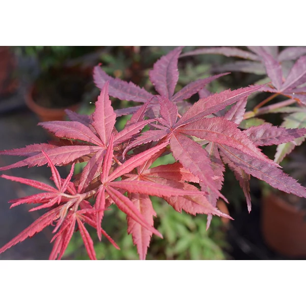 Acer palmatum 'Atropurpureum' - Japán juhar