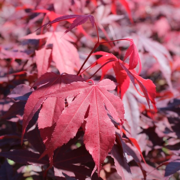 Acer palmatum 'Atropurpureum' - Japán juhar
