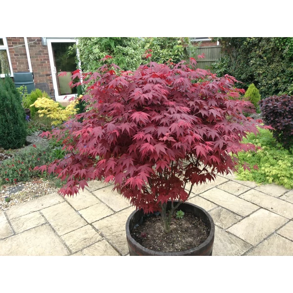 Acer palmatum 'Atropurpureum' - Japán juhar