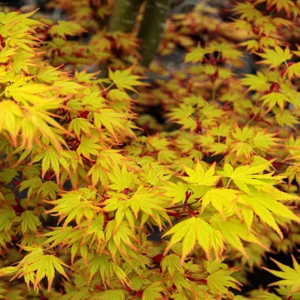 Acer palmatum 'Orange Dream' - Japán juha