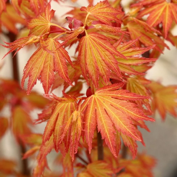 Acer palmatum 'Orange Dream' - Japán juha