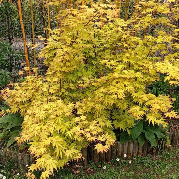 Acer palmatum 'Orange Dream' - Japán juha