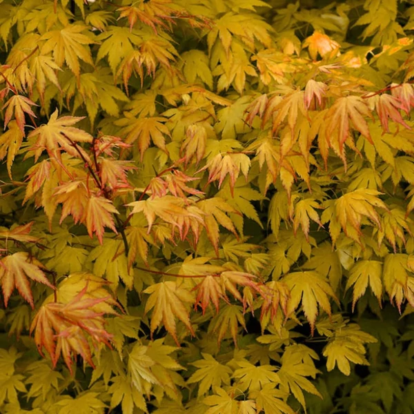 Acer palmatum 'Orange Dream' - Japán juha