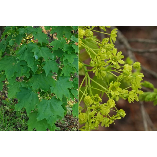 Acer platanoides - Korai juhar