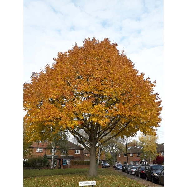 Acer platanoides - Korai juhar