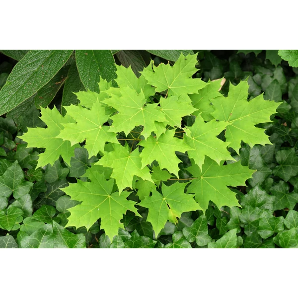 Acer platanoides - Korai juhar
