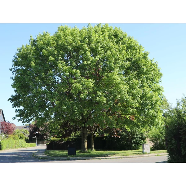 Acer platanoides - Korai juhar
