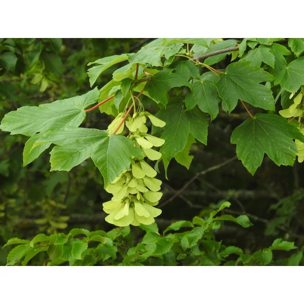 Acer pseudoplatanus - Hegyi juhar