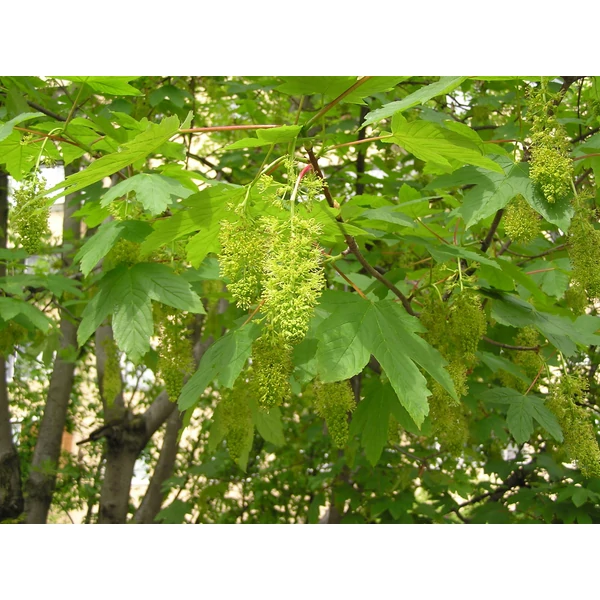 Acer pseudoplatanus - Hegyi juhar