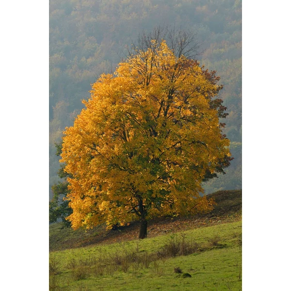 Acer pseudoplatanus - Hegyi juhar