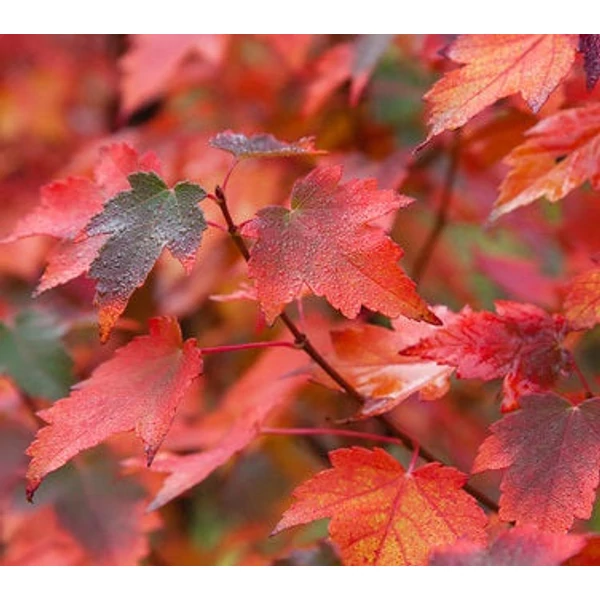 Acer rubrum 'Sun Valley' - Vörös juhar