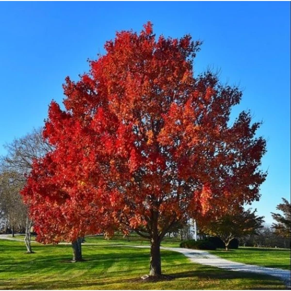 Acer rubrum 'Sun Valley' - Vörös juhar