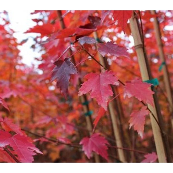 Acer rubrum 'Sun Valley' - Vörös juhar