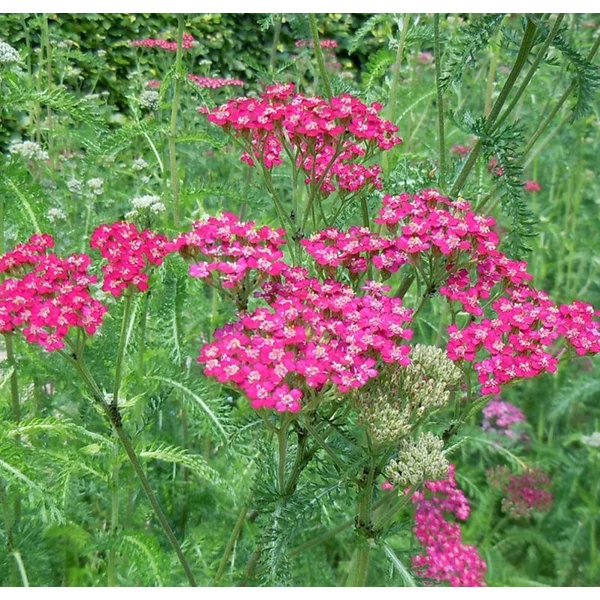 Achillea millefolium 'Cerise Queen' - Cickafark
