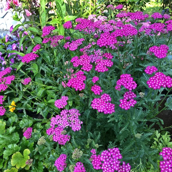 Achillea millefolium 'Cerise Queen' - Cickafark