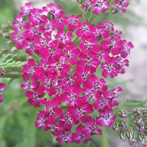 Achillea millefolium 'Cerise Queen' - Cickafark