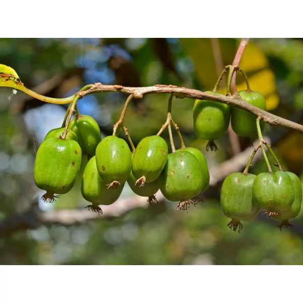 Actinidia arguta 'Issai' - Kivi, öntermékeny