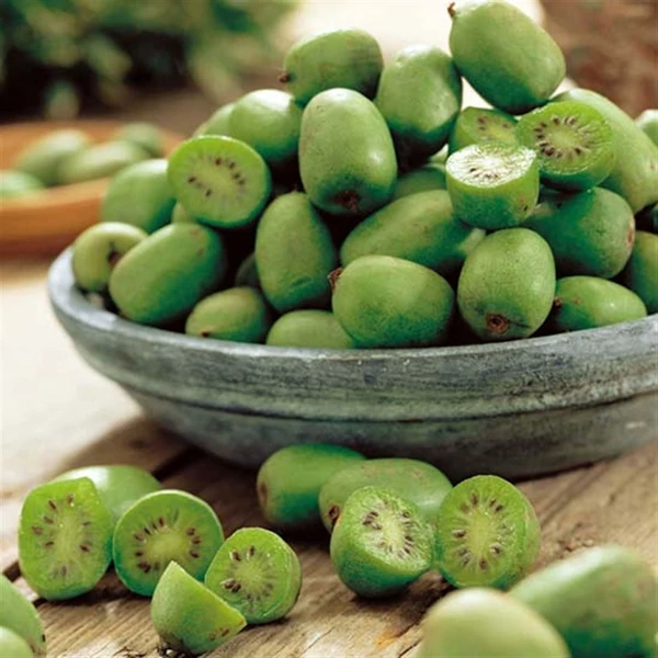 Actinidia arguta 'Issai' - Kivi, öntermékeny